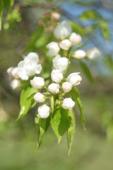 blooming apple tree in spring