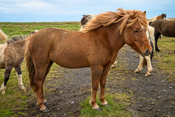 Fototapeta premium Icelandic horse in the meadow of north Iceland