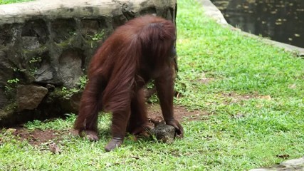 Borneo orang utan in zoo park
