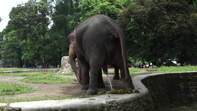 sumatran elephant urinating in zoo park