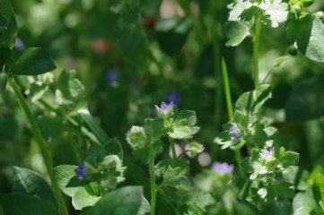 小さな花が開いた雑草