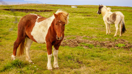Naklejka na ściany i meble Pack of Icelandic horse in the meadow of Iceland