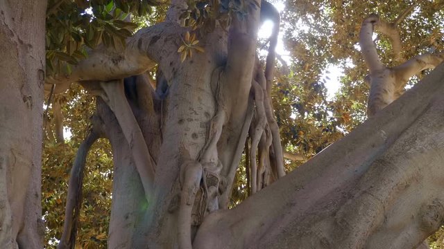 Big ficus in Valencia or banyan tree - is huge tree in Spain. Shot in motion