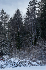 massive trees in winter covered in white snow