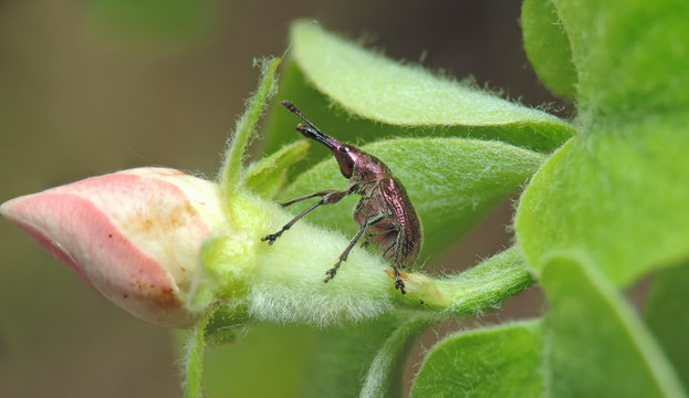 weevil beetle on  bud