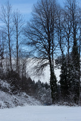 massive tree in a park in winter