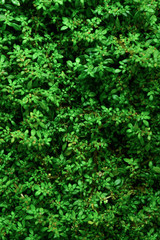 Tree wall in the garden
