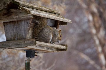 Close up view of a bushy tail gray squirrel eating safflower seeds at a rustic old bird feeder