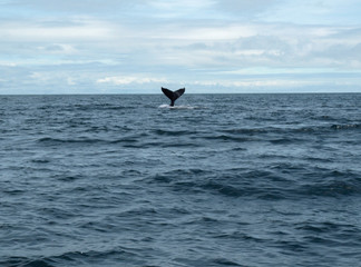 Naklejka premium photograph of the caudal fin of the humpback whale (Megaptera novaeangliae) in the Gorgona National Park (Cauca, Colombia) on September 13, 2017.