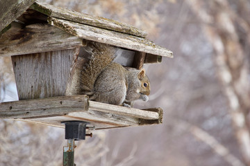 Close up view of a bushy tail gray squirrel eating safflower seeds at a rustic old bird feeder