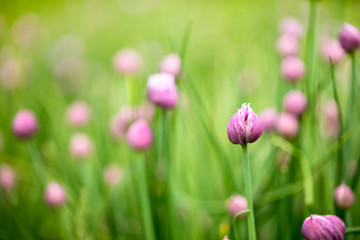 Purple flowers in green grass