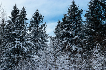 trees with snow covered branches towering over a park