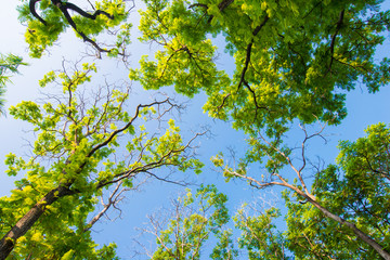 Green city public park