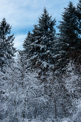 many large white snowy trees in winter