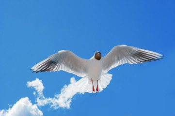 soaring seagull