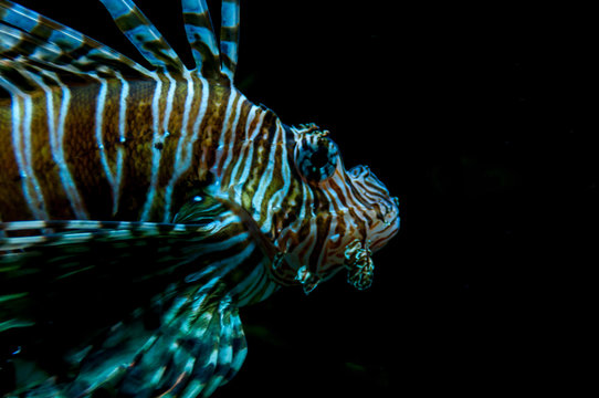 Striped fish or black zebra fish