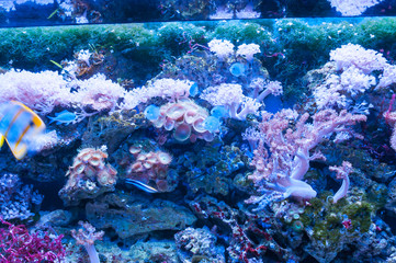 Coral reefs in a large aquarium