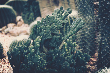 Succulent plant, Cactus Variety