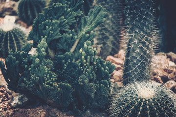 Succulent plant, Cactus Variety