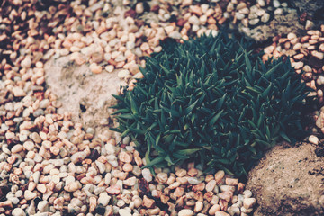 Succulent plant, Cactus Variety