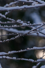 snow on a tree branch at sunset