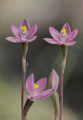 Tiny or Pink Sun Orchid (Thelymitra carnea) - approx 15-20mm dia, NSW, Australia