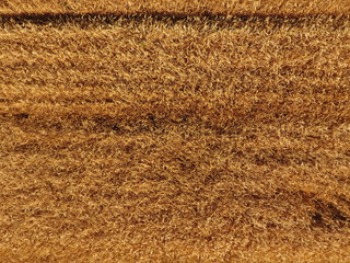 Ripe barley is a top view. The field of barley