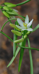 Scrambling Lily - (Geitonoplesium cymosum) - native to eastern Australia - flowers approx 20mm dia