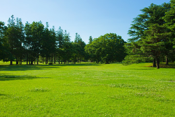 Fototapeta na wymiar garden lawn and trees