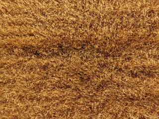 Ripe barley is a top view. The field of barley