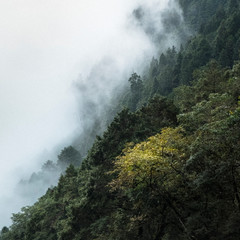 mountain and trees - 255492752