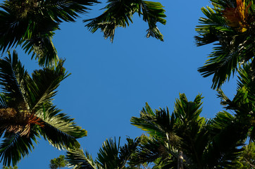 Photo of Areca catechu tree and green leaves which is species of palm growing in tropical Asia with clear bright blue sky and space for text at the center of the frame.