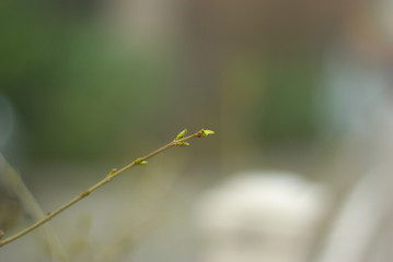새싹