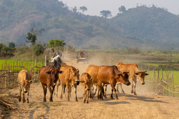 Fototapeta na wymiar cows across the dust road in Lak Dac Lak Vietnam
