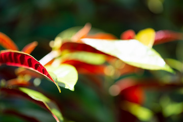 Green red leaf with blured background