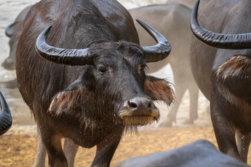 Buffalo face