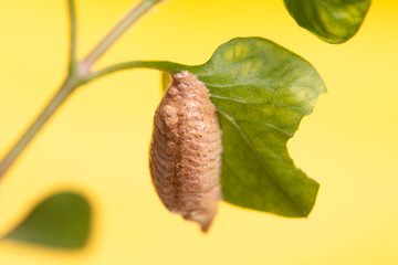 Brown pupa on green leaf isolated on yellow