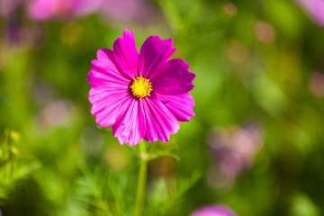 Cosmos flower in the green fields.