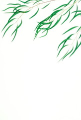 Obraz premium zielone liście eukaliptusa, gałęzie zioła, obramowanie ramki roślin na białym tle widok z góry. skopiuj miejsce. leżał płasko