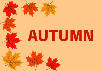 Illustration of autumn maple leaves.