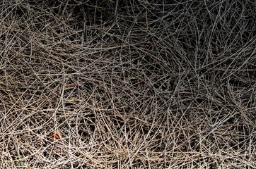 Background and texture of dry Australian pine tree leaves (or Beefwood, Sea oak, She oak).