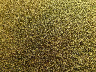 Ripening wheat. Green unripe wheat is a top view. Wheat field