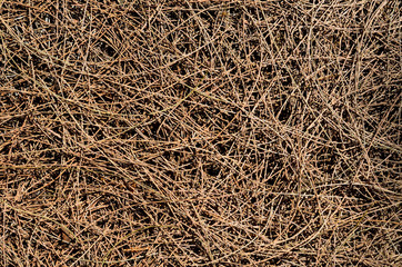 Background and texture of dry Australian pine tree leaves (or Beefwood, Sea oak, She oak).