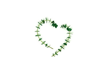 green eucalyptus leaves, branches, herbs,   plants on white background top view. copy space. flat lay