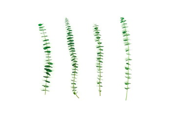 green eucalyptus leaves, branches, herbs,   plants on white background top view. copy space. flat lay