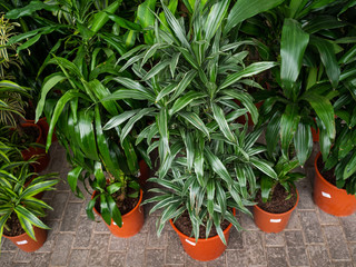 Different types of flowers in pots. House plants on a counter of shop