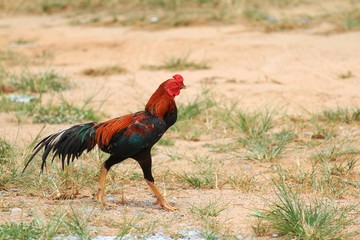 The male chicken is going to be tricky