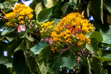 MARIPOSAS MONARCAS EN FLORES