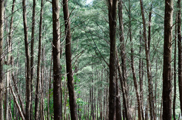 Australian pine tree (or Beefwood, Sea oak, She oak) which growing on the beach.