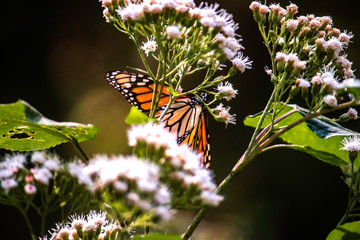 MARIPOSA MONARCA EN FLOR